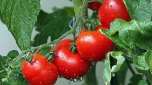 Variedad tomates de Soria, tomates de Soria, tomate de Castilla y León, tomates de Soria, agricultura del tomate en Soria, agricultor Emilio Medina encuentra tomate soriano de 1916.