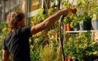 Regar las plantas