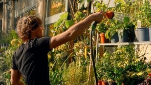 Regar las plantas