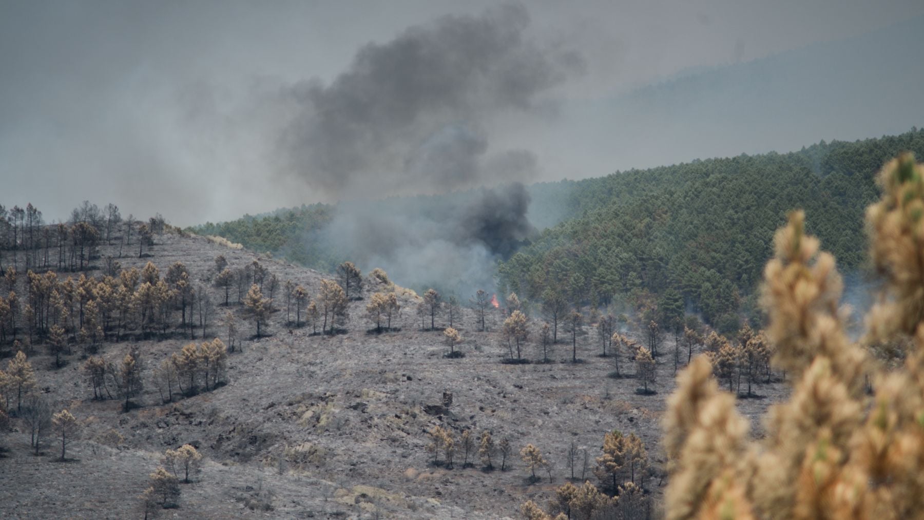 El incendio de Guadalajara afecta 9.000 hectáreas con 16 pueblos evacuados y 700 afectados