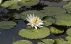 Planta, naturaleza, curiosidades