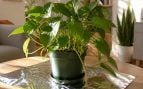 Planta con papel de aluminio