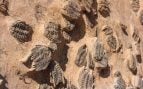 Fósil en Marruecos