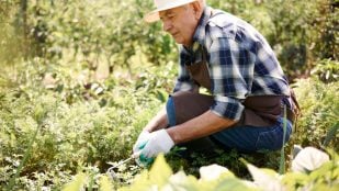 Hombre mayor trabajando en el campo. Foto: Freepik - gpointstudio