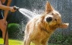 Echarle agua al perro