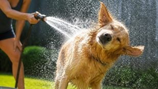 Echarle agua al perro