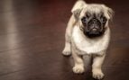 La colección de mascotas de Zara Home inspirada en Pepe, el perro de Marta Ortega, que va a arrasar