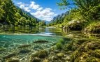 Agua, peces, naturaleza, animales