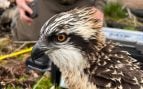 Águila pescadora
