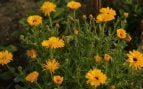 Planta, flora, curiosidades, naturaleza