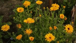 Planta, flora, curiosidades, naturaleza