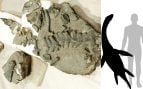Comparación referencial del tamaño estimado de Gondwananectes osvaldoi. Foto: Universidad de Chile