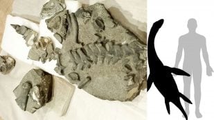 Comparación referencial del tamaño estimado de Gondwananectes osvaldoi. Foto: Universidad de Chile