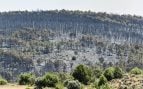 Terreno quemado por el incendio en La Mierla (EP)