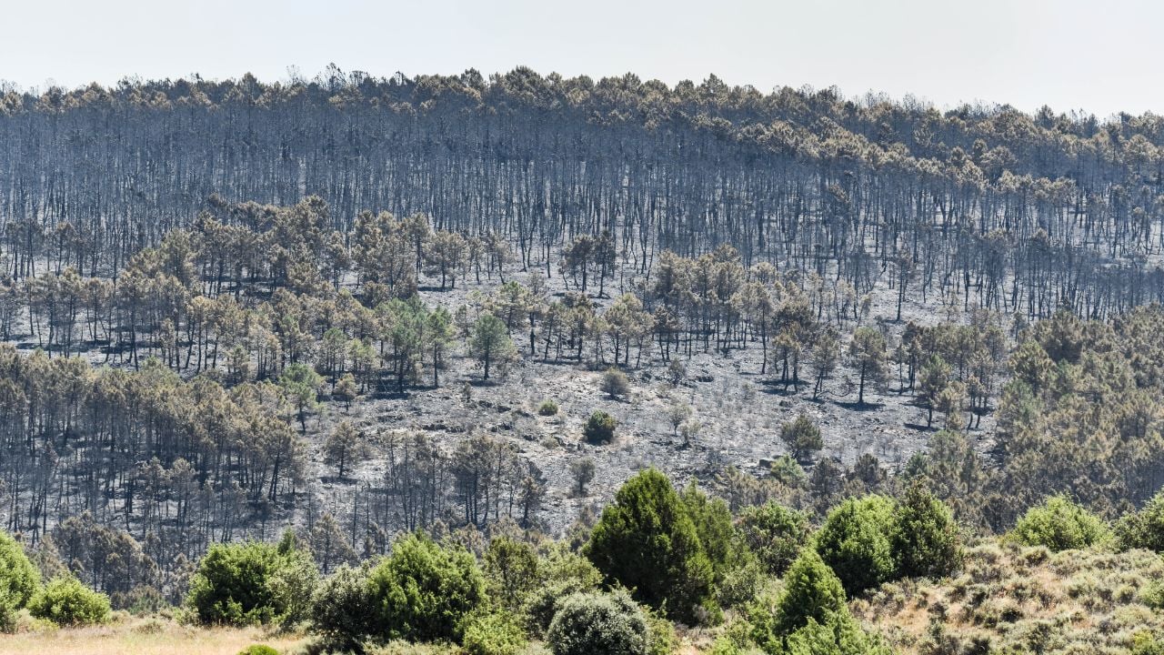 El incendio de La Mierla (Guadalajara) sigue fuera de control y obliga a evacuar Barcones en Soria