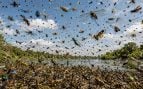 biodiversidad, insectos, animales
