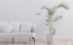 planta que refresca el ambiente