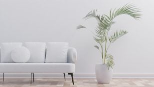 planta que refresca el ambiente