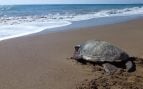 Tortuga boba, Mediterráneo, Murcia