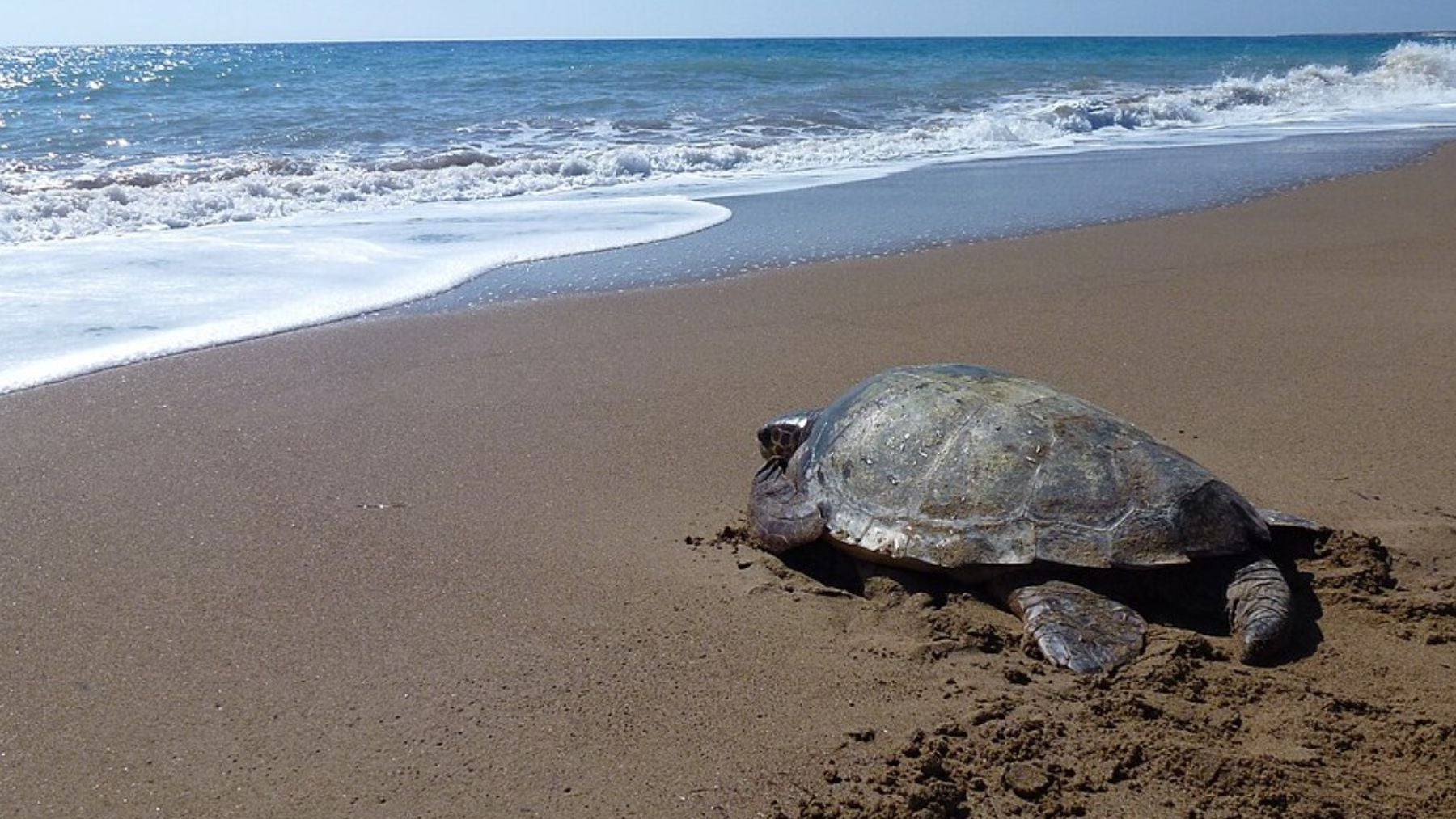 España es el mayor refugio para la tortuga boba del mar Mediterráneo, y la mayoría de los nidos están en el litoral de Murcia