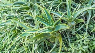 Planta, flora, curiosidades