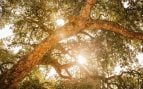 El sol brilla a través del árbol grande. Foto: Magnific