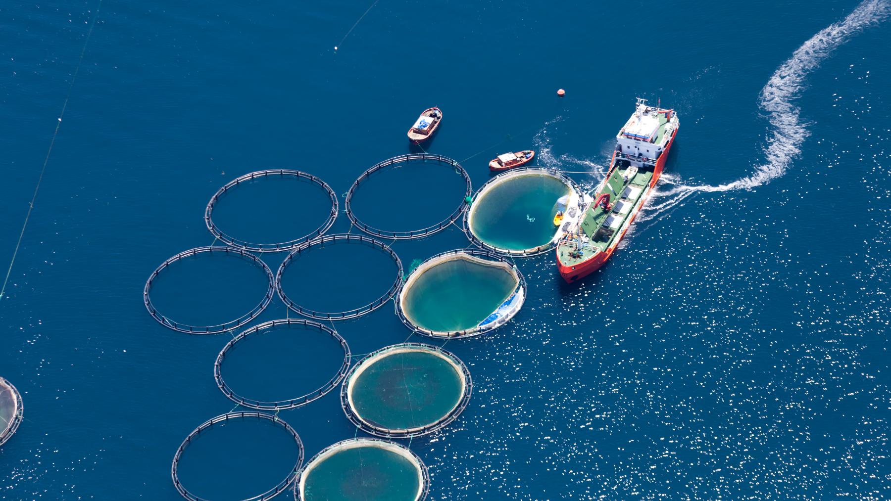 Un barco alimenta a una granja de peces. (Foto: OBA).