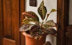 planta que mejor purifica y construye un refugio verde en tu casa