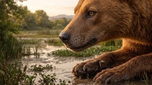 el "perro-oso"