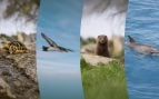 Endesa ayudas fauna España
