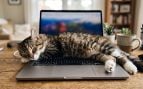 Un gato sobre el ordenador