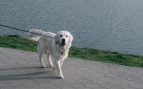 Paseo del perro en verano
