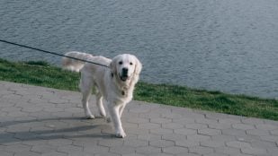 Paseo del perro en verano