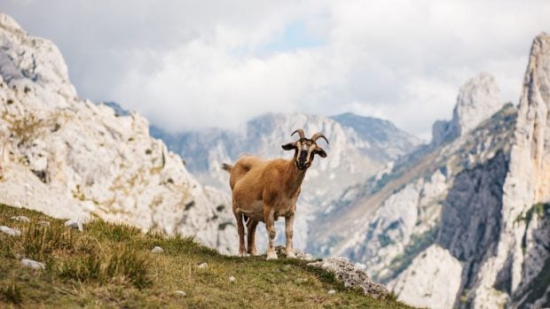 picos-de-europa-visita