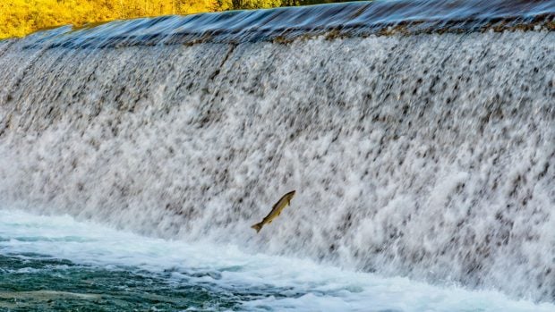 salmon-campanu-río