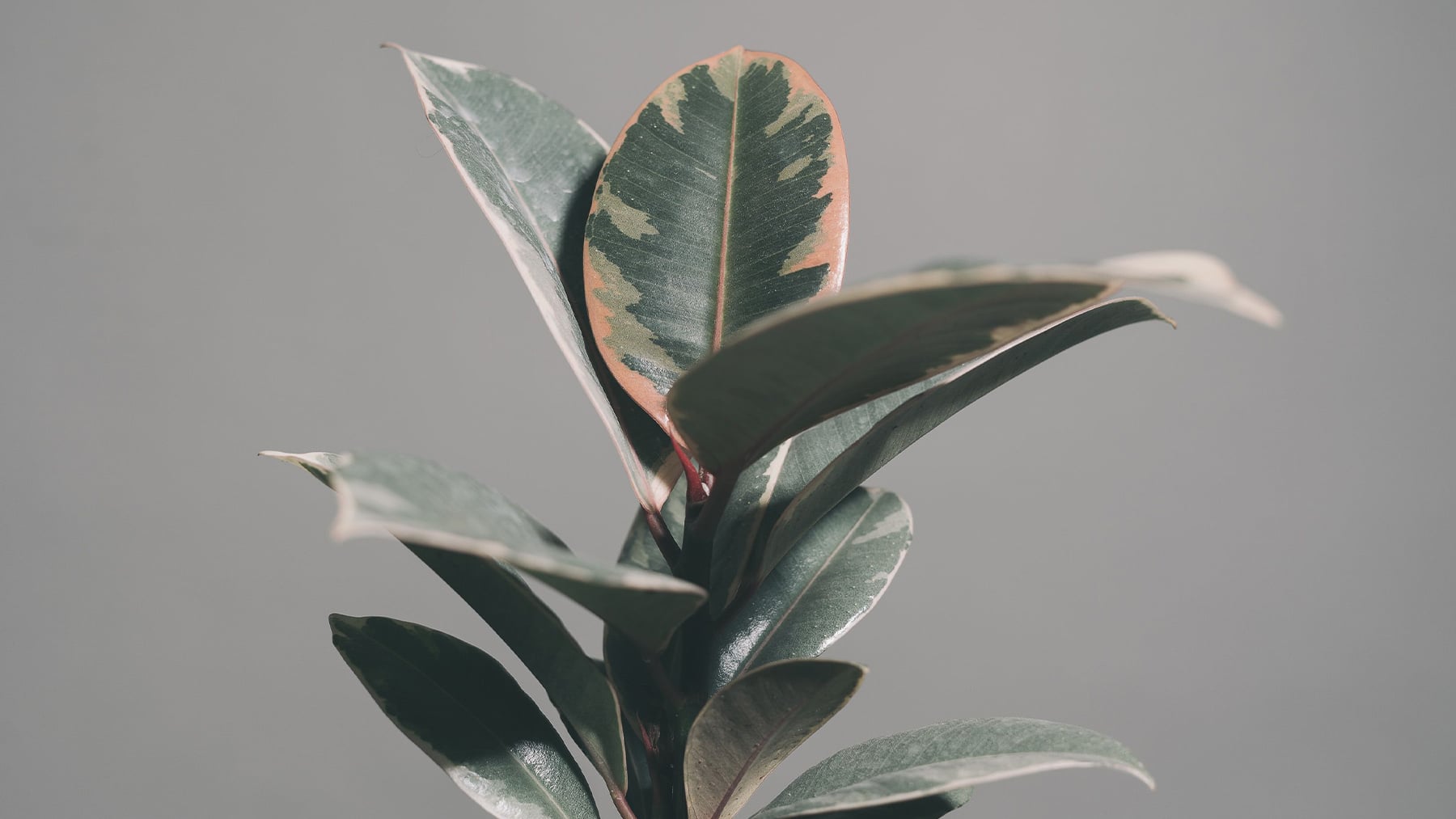 Todo el mundo pone potos o ficus, pero esta planta de interior absorbe más calor y ayuda a crear un refugio verde en verano