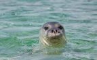 foca monje en el litoral de Murcia