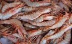 Gambas frescas en el mercado. Foto: Magnific