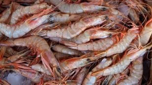 Gambas frescas en el mercado. Foto: Magnific
