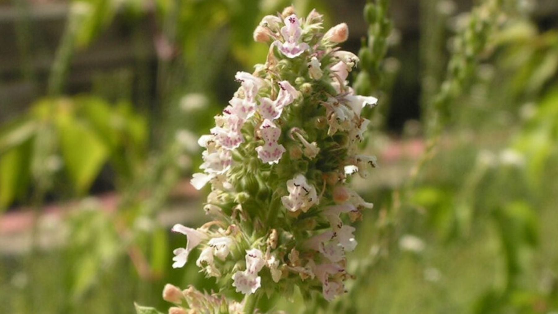 Los insecticidas ayudan, pero hay una opción mejor: la planta aromática que repele a los mosquitos de tu casa en verano