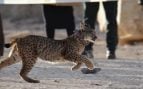 Las muertes de un lince y sus dos cachorros en una balsa de riego desata la rabia: «Es un fracaso colectivo»