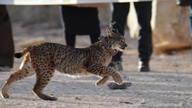 Lince Urze Hellín