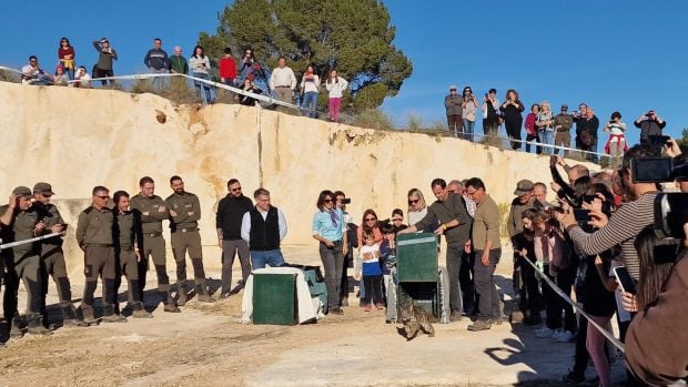 Momento de la suelta de los linces en Hellín