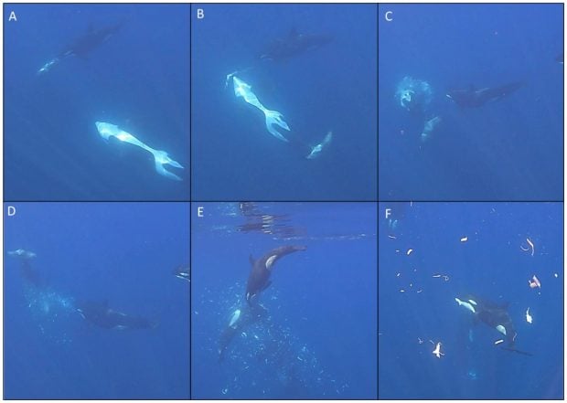caza orcas fotogramas