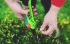 Plantas que se deben podar en julio