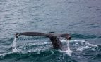 Ballenas, Alicante, curiosidades, animales