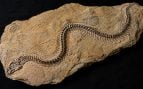 Fósil, serpiente, animales, curiosidades