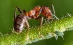 Hormigas en el jardín