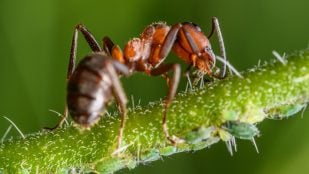 Hormigas en el jardín