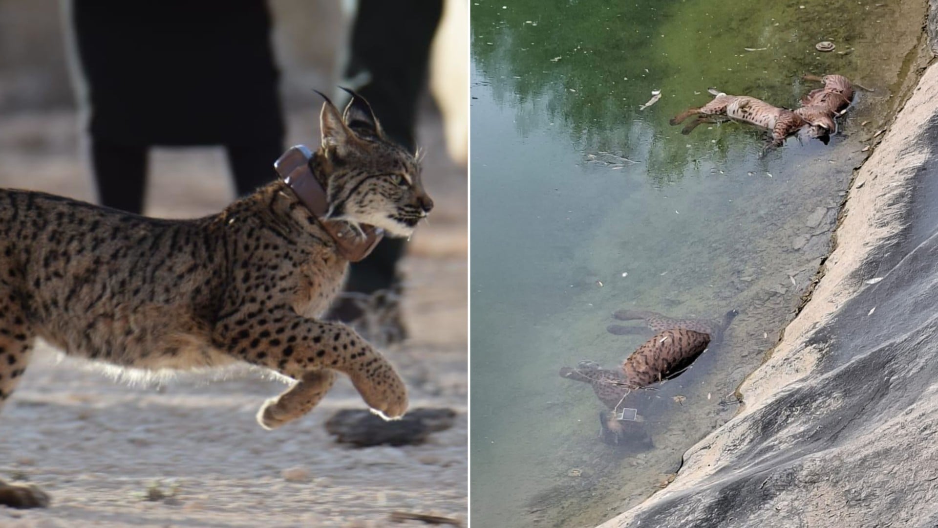 Suelta del lince Urze en Hellín (izquierda). Los tres ejemplares ahogados en la balsa Foto: Julián Fernández Quílez.